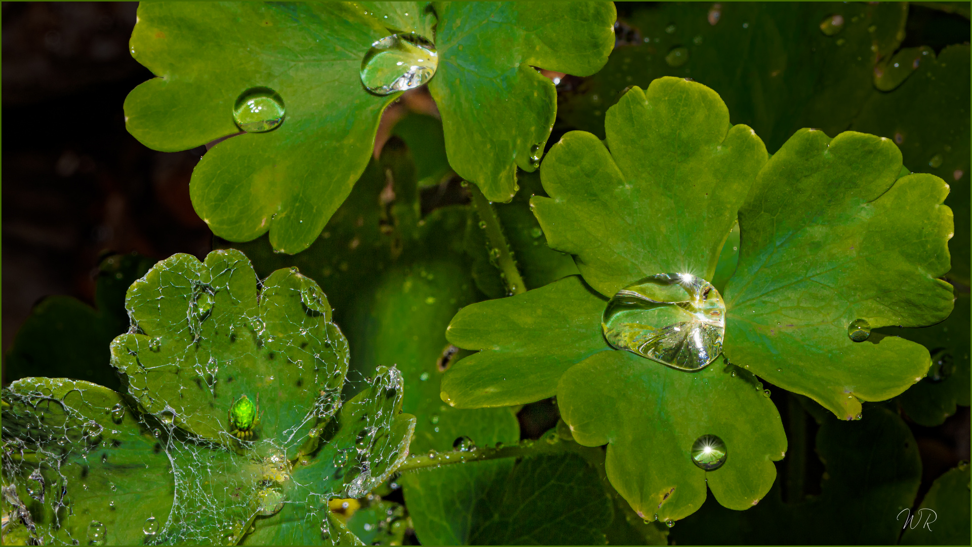 Ein einfaches Motiv. Foto & Bild | grün, regen, natur Bilder auf