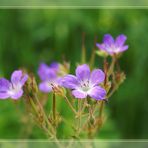 Ein einfaches Wiesen-Blümchen