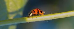 Ein eingewanderter asiatischer Marienkäfer im letzen Sonnenlicht.