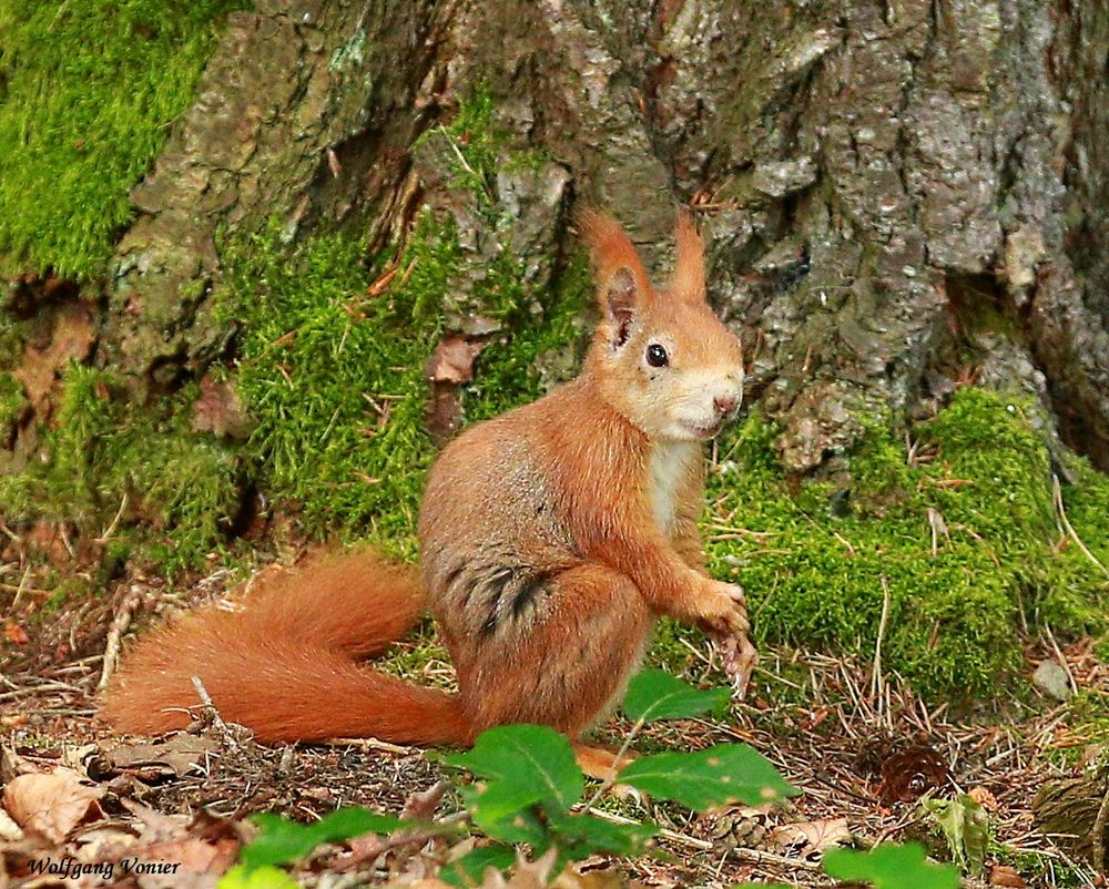 Ein einheimisches rotbraunes Eichhörnchen