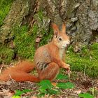 Ein einheimisches rotbraunes Eichhörnchen