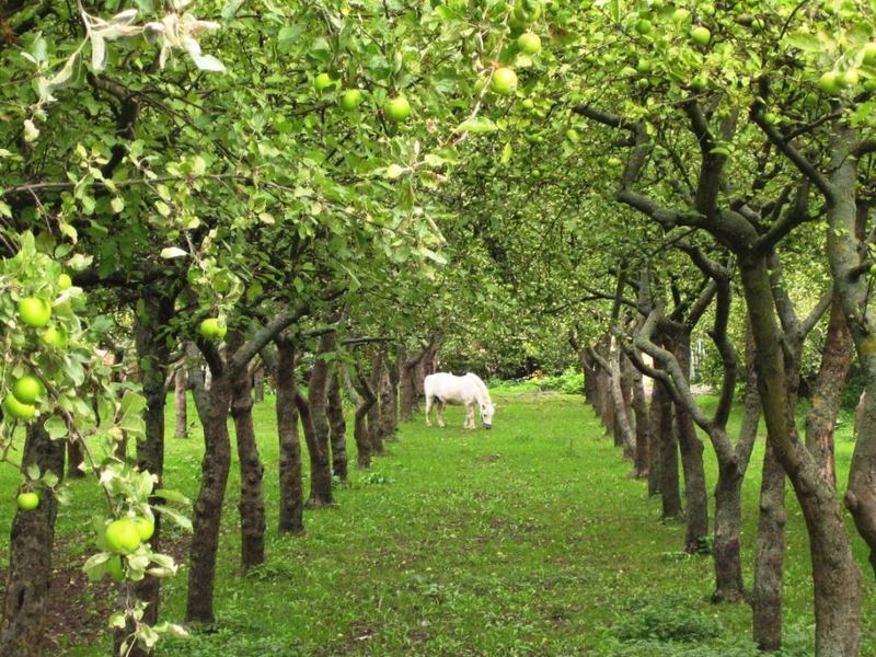 ein Einhorn im Obstgarten?