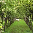 ein Einhorn im Obstgarten?