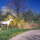 Ein Einhorn (Ohne Horn)