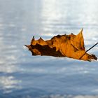 ein einsam Blatt