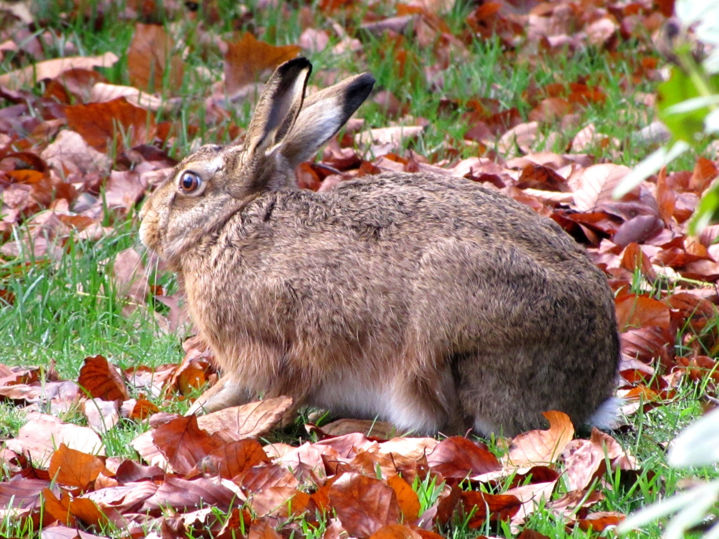 Ein einsame Kaninchen in Herbst