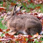 Ein einsame Kaninchen in Herbst