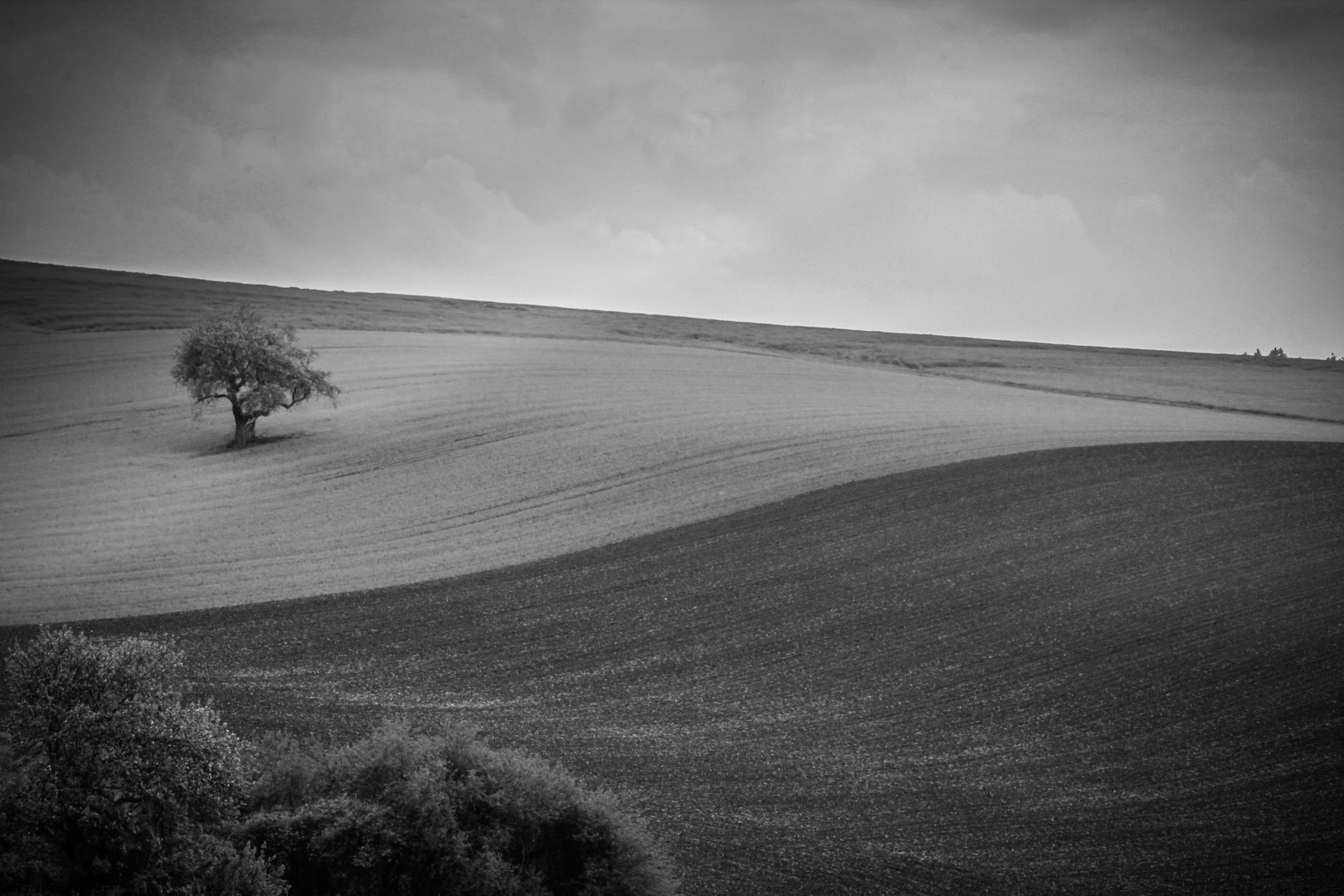 Ein einsamer Baum