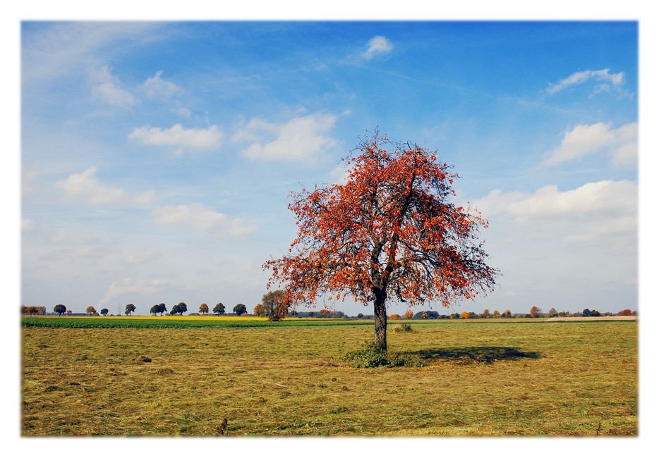 Ein einsamer Baum ...