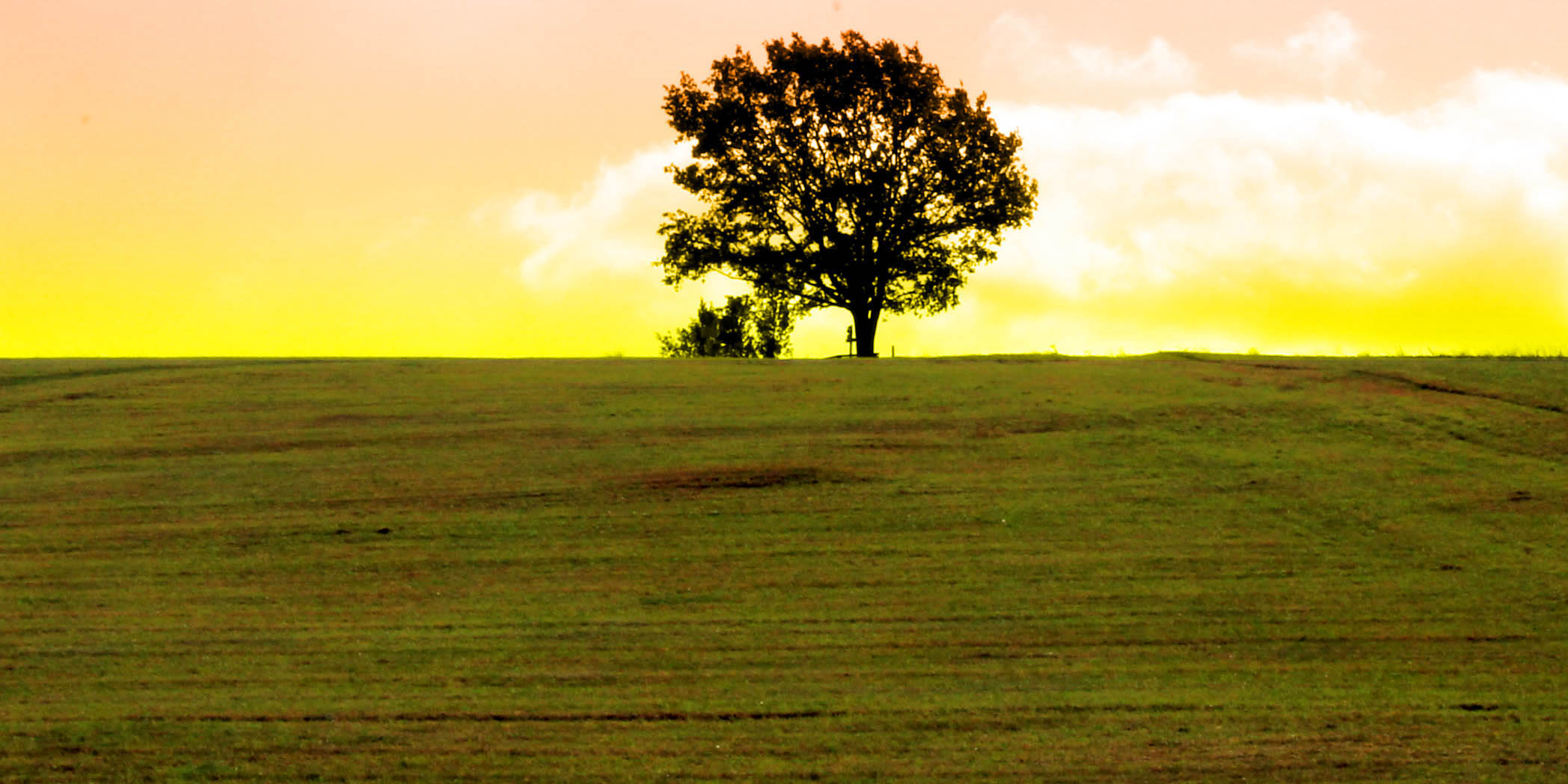 Ein einsamer Baum