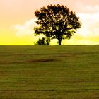 Ein einsamer Baum