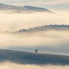 Ein einsamer Baum