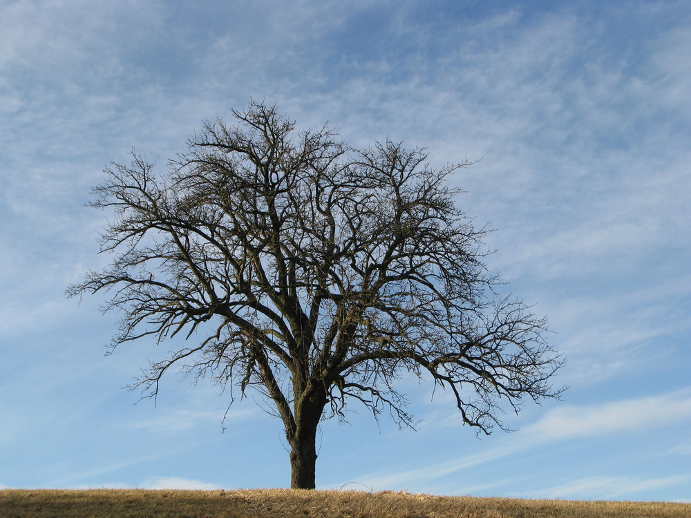 Ein einsamer Baum