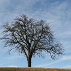 Ein einsamer Baum