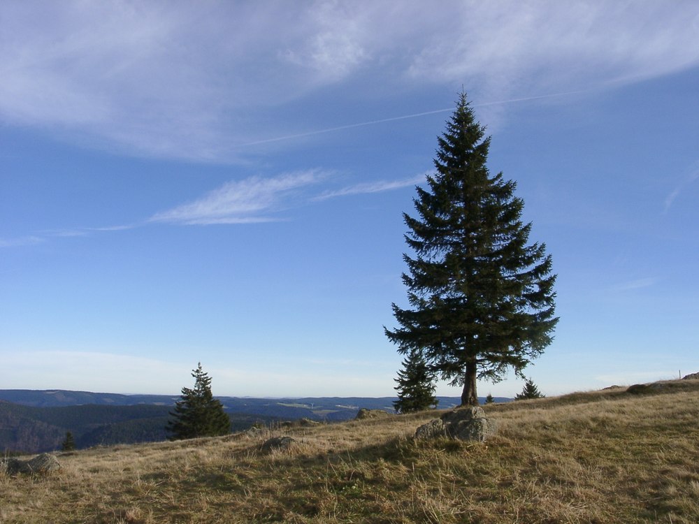 Ein einsamer Baum