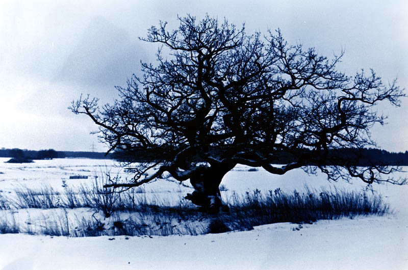 ein einsamer Baum