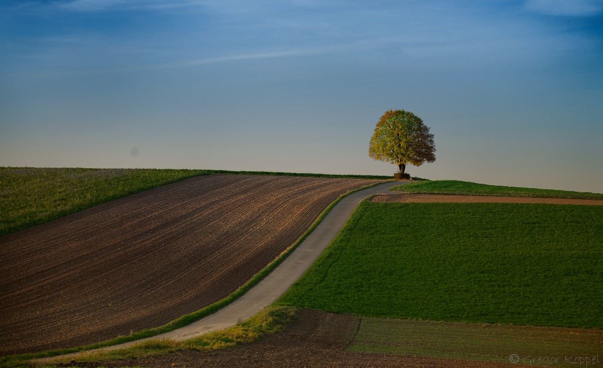 Ein einsamer Baum