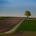 Ein einsamer Baum