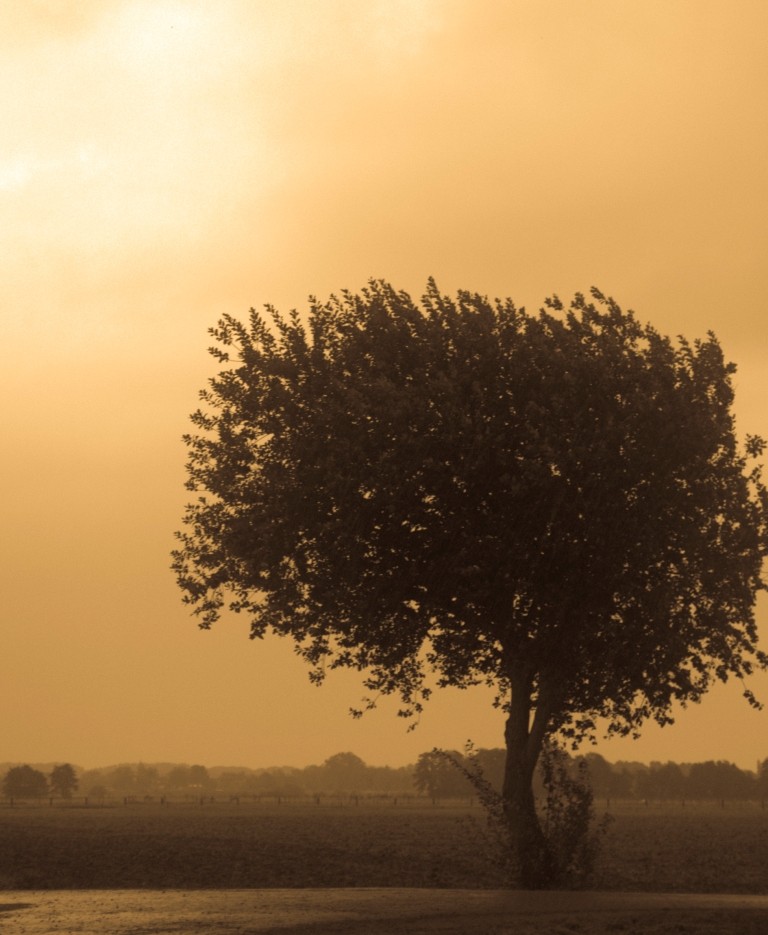 Ein einsamer Baum