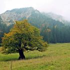 Ein einsamer Baum auf einer Almwiese