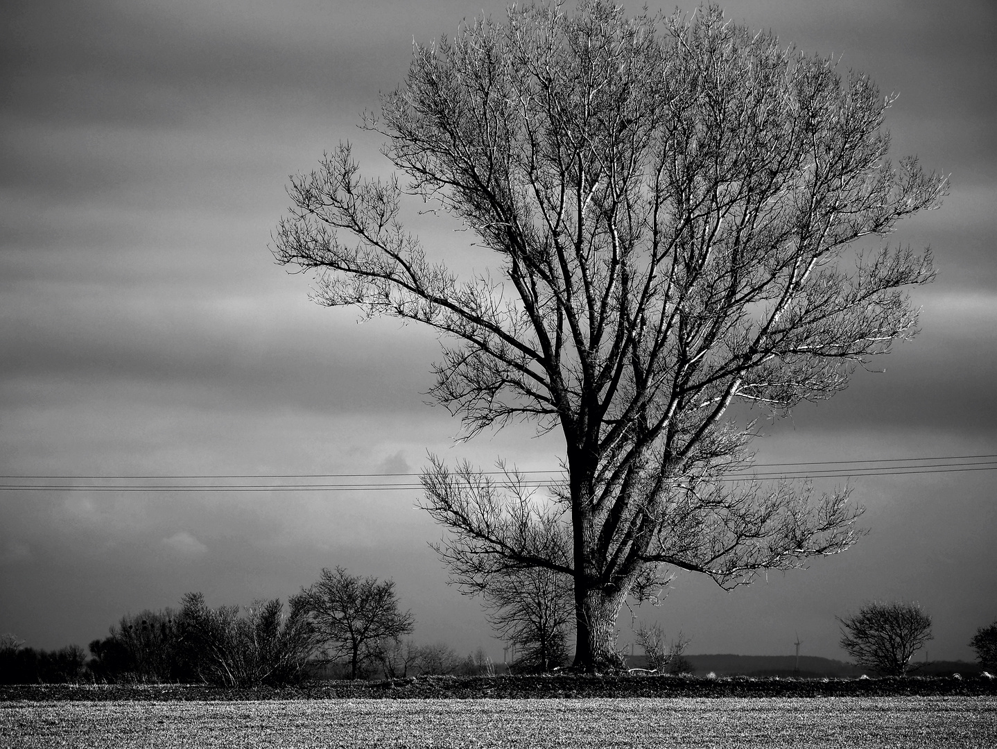 Ein einsamer Baum