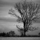 Ein einsamer Baum