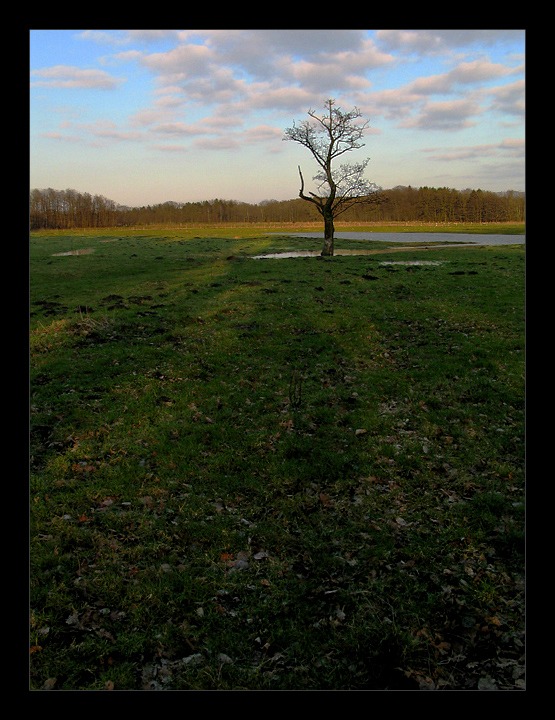 ...ein einsamer baum...