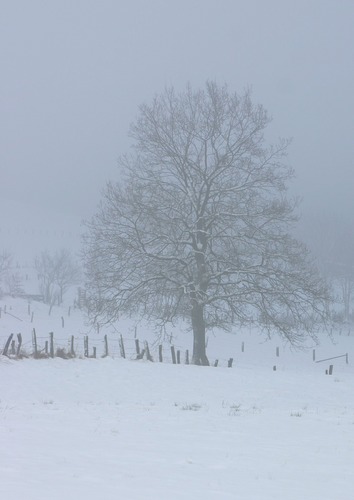 ...ein einsamer Baum