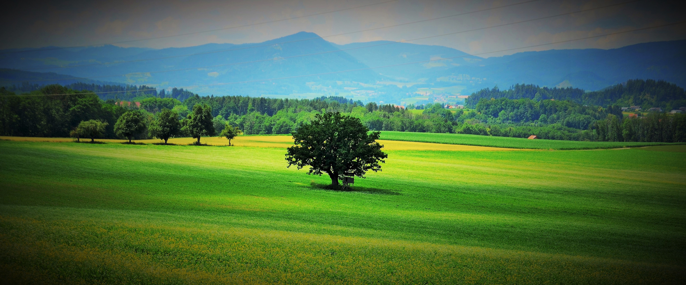 Ein einsamer Baum .....