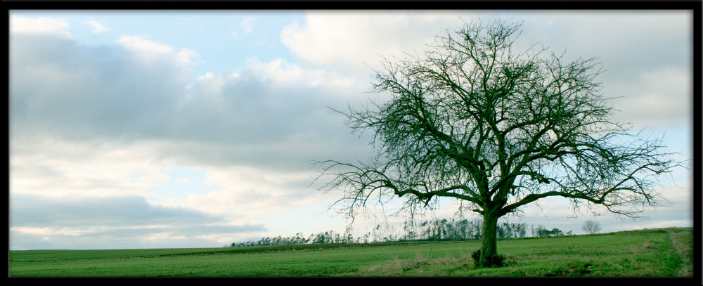 Ein einsamer Baum