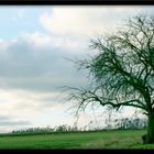 Ein einsamer Baum