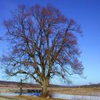 Ein einsamer Baum