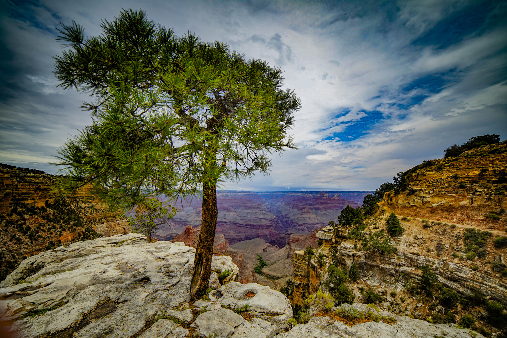 Ein einsamer Baum im Grand Canyon