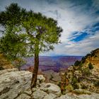 Ein einsamer Baum im Grand Canyon