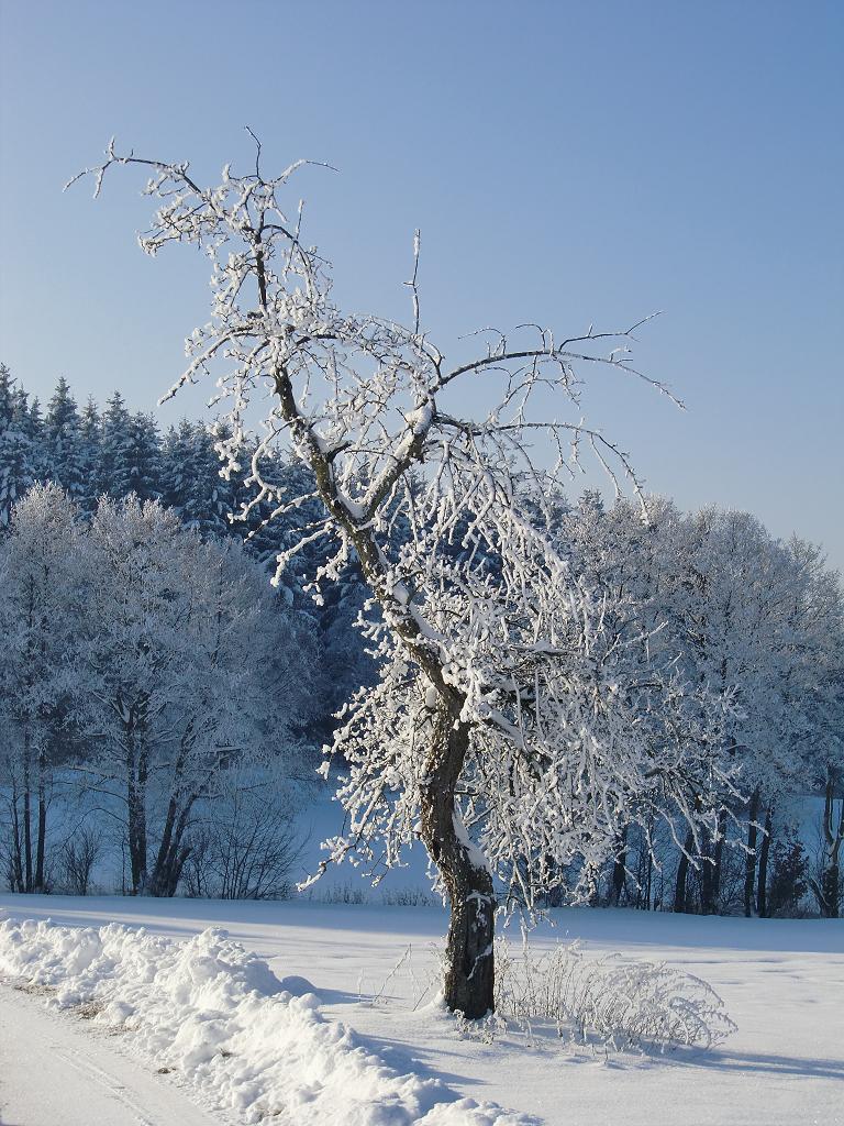 Ein einsamer Baum im kalten Winter