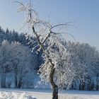 Ein einsamer Baum im kalten Winter