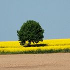 Ein einsamer Baum im Rapsfeld