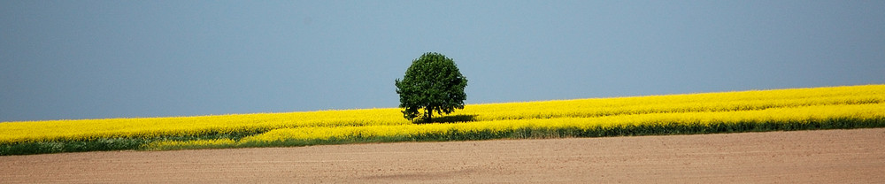 Ein einsamer Baum im Rapsfeld
