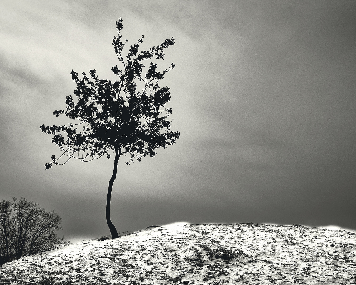 Ein einsamer Baum im Schnee