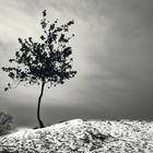 Ein einsamer Baum im Schnee