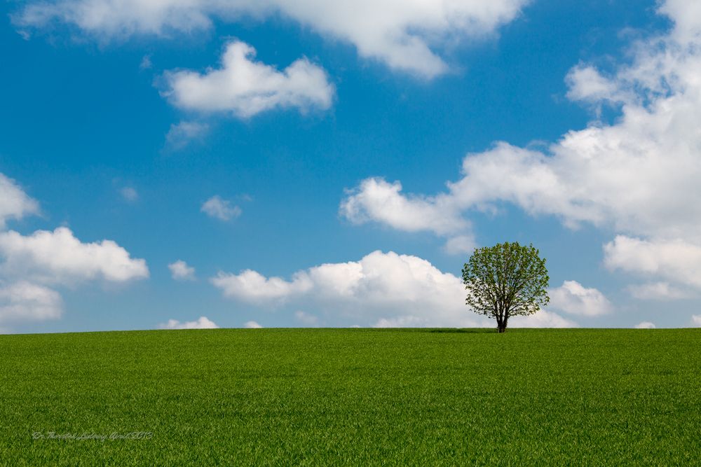 Ein einsamer Baum im Sonnenschein