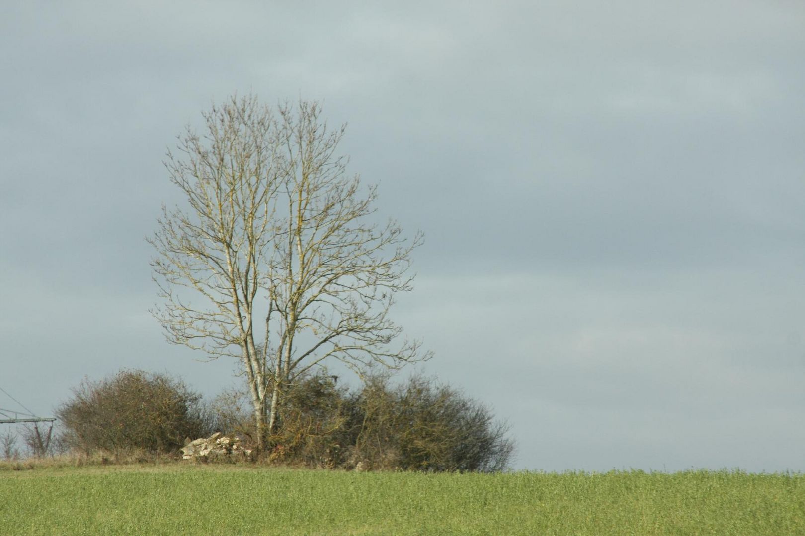 ein einsamer Baum umgeben von Straßen