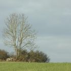 ein einsamer Baum umgeben von Straßen