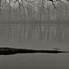 ein einsamer Baumstamm im See