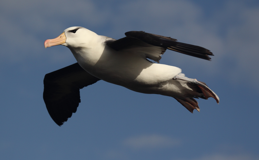 ein einsamer Dauergast auf Helgoland im Juni