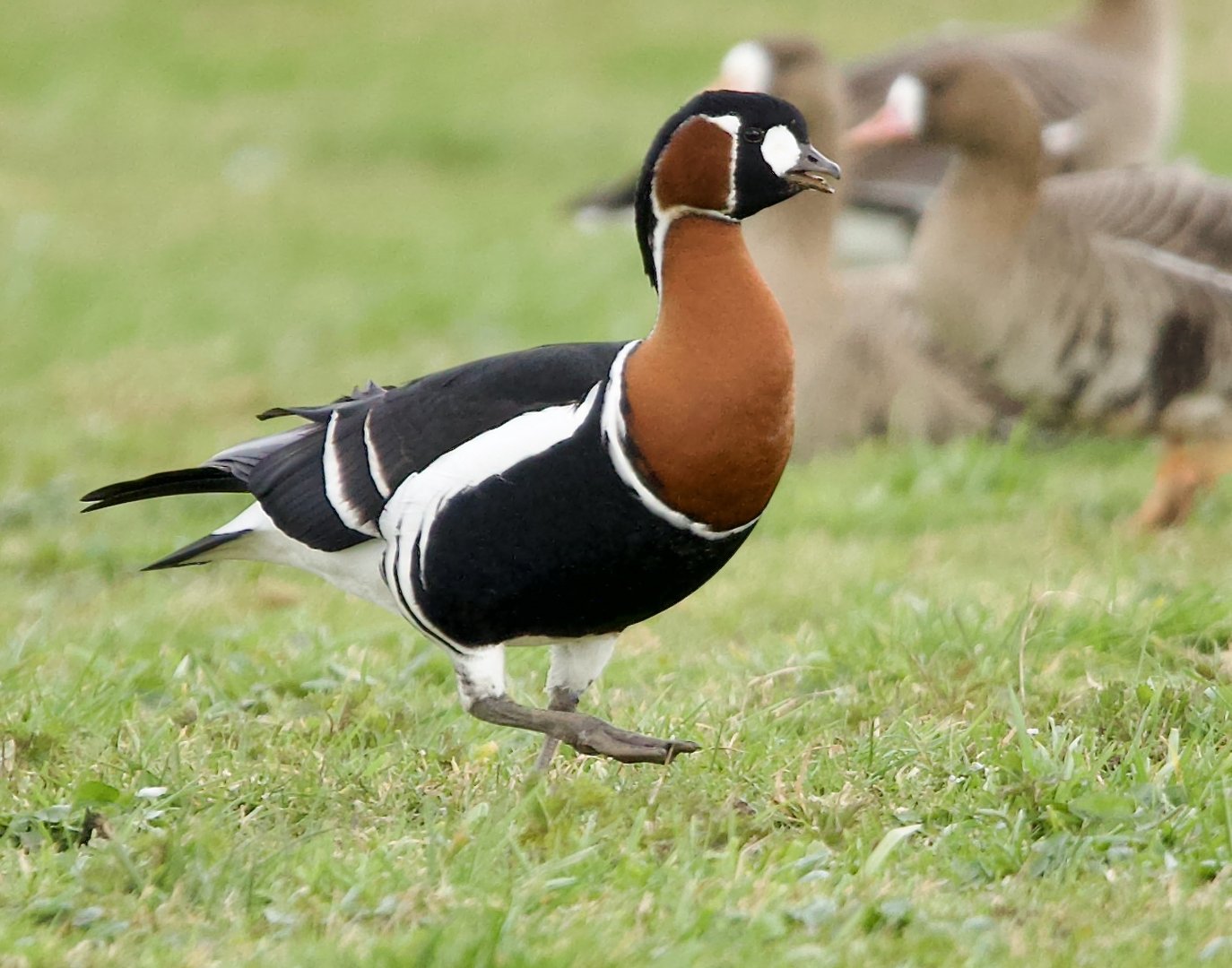 Ein einsamer Durchzügler zwischen zehntausender Wildgänse am Niederrhein.....