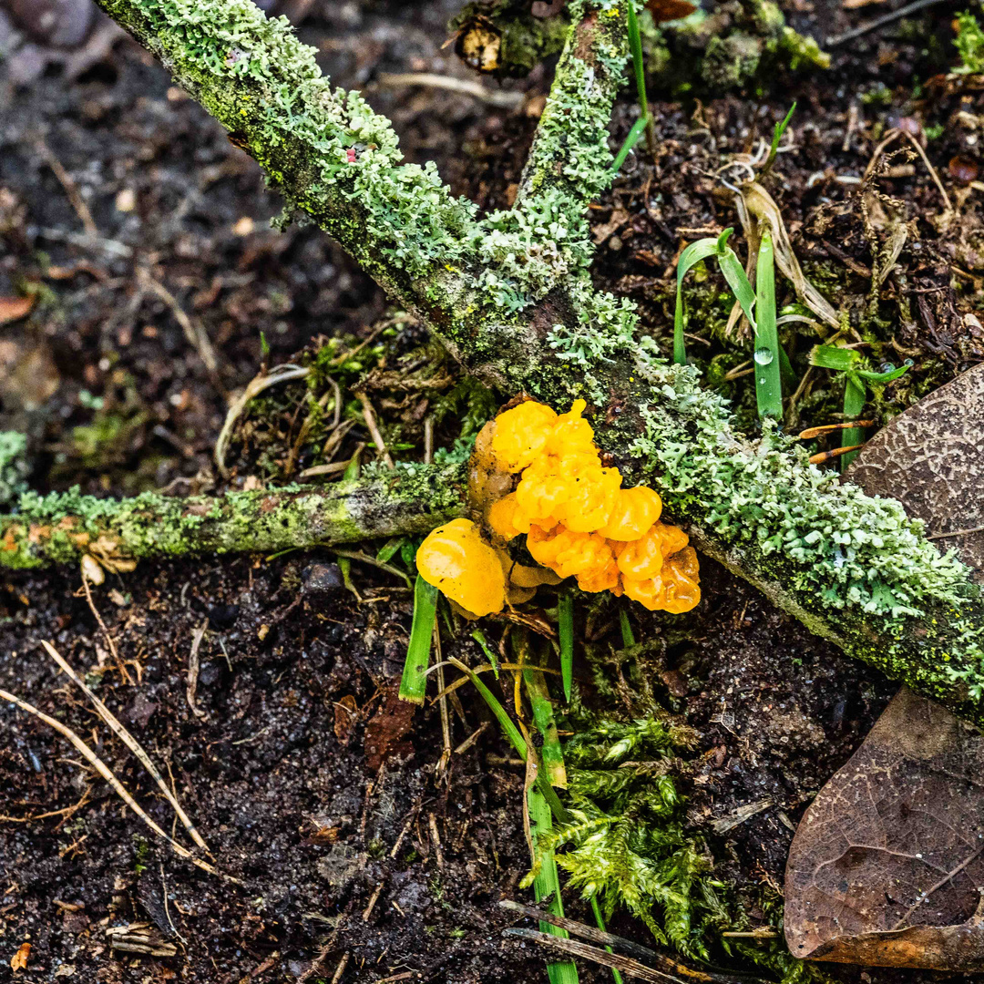 Ein einsamer Farbklecks im Wald