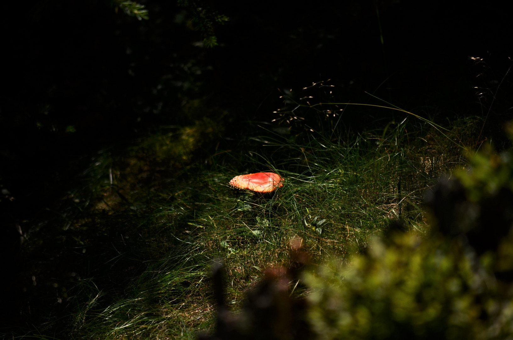 Ein einsamer Fliegenpilz im Sonnenschein