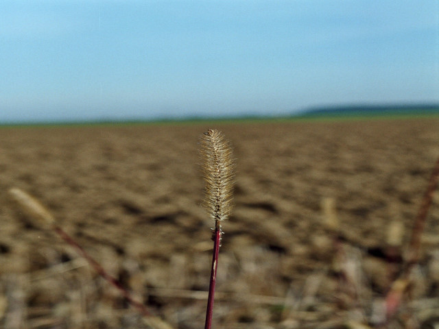 Ein einsamer Grashalm