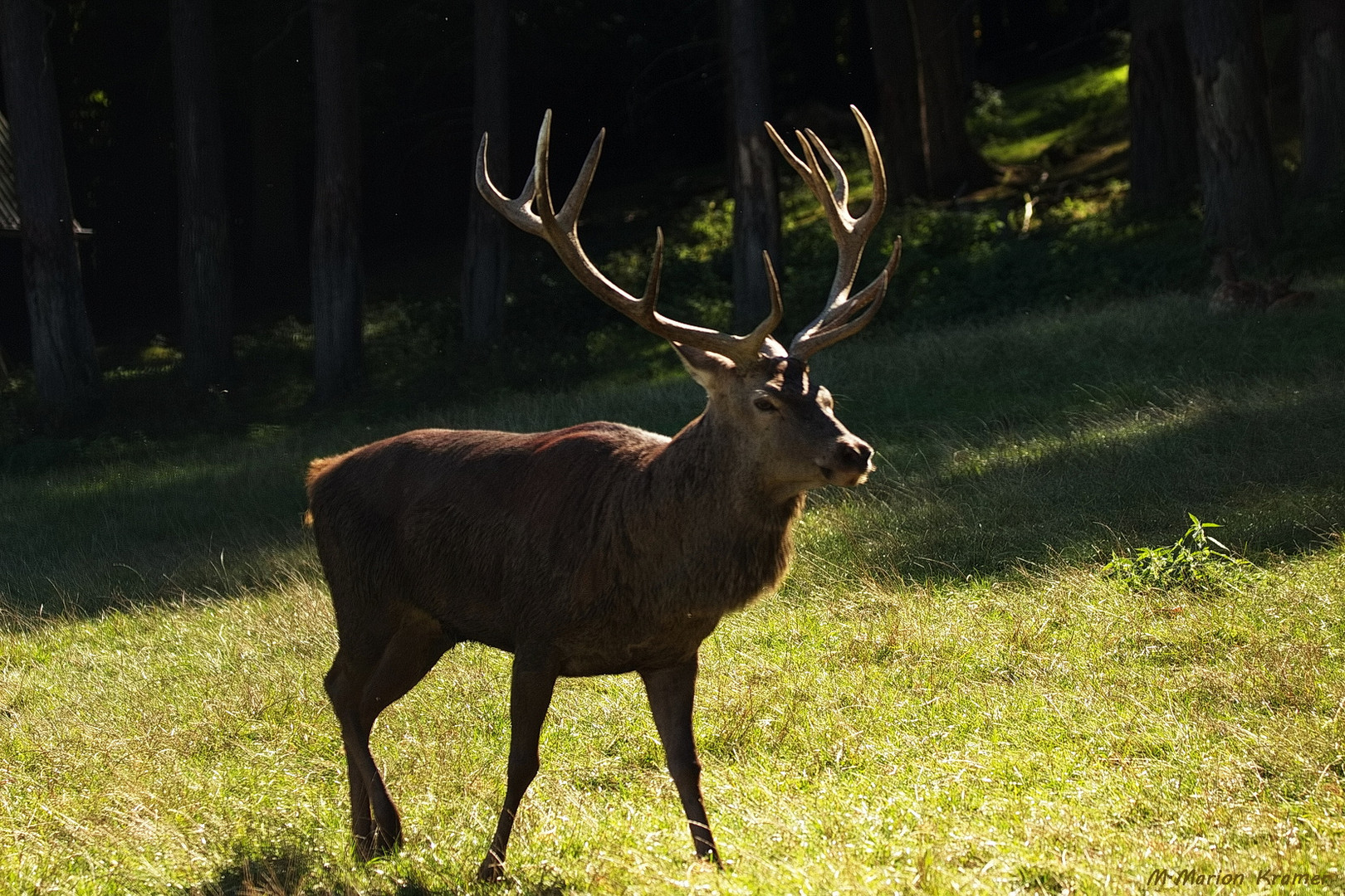 Ein einsamer König ...